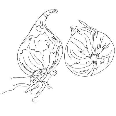 bulbs