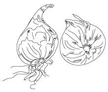 bulbs