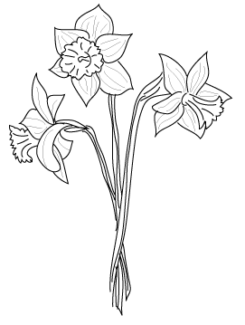daffodil