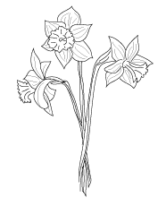 Daffodil