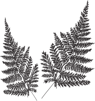 ferns
