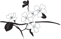 multiflora